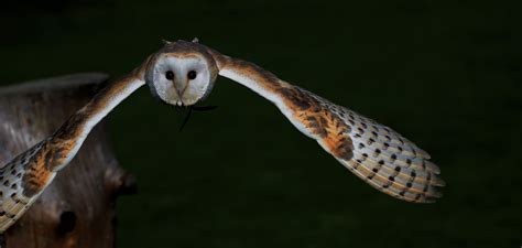Barn Owls In Flight At Night