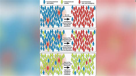 Herd Immunity Why Some Think It Could End The Coronavirus Pandemic Cnn