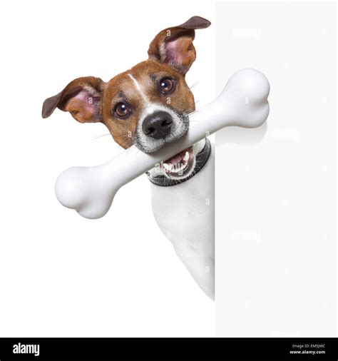 Dog With Big Bone Stock Photo Alamy