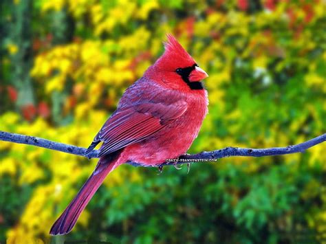 Red Cardinal Forest Birds Nature Trees Branch Cardinal Hd