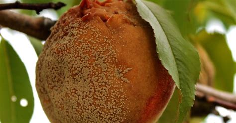 To grow peaches, the trick is to choose a type that will fit with your climate. Overcome the Challenges of Growing Peaches | Peach, Ripe ...