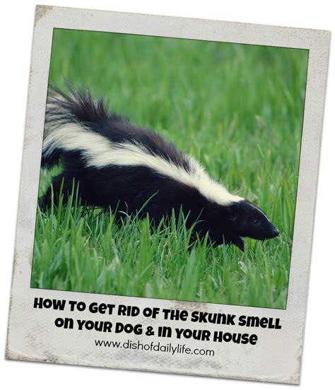 How To Get Rid Of The Skunk Smell In Your House And On Your Dog Stinky