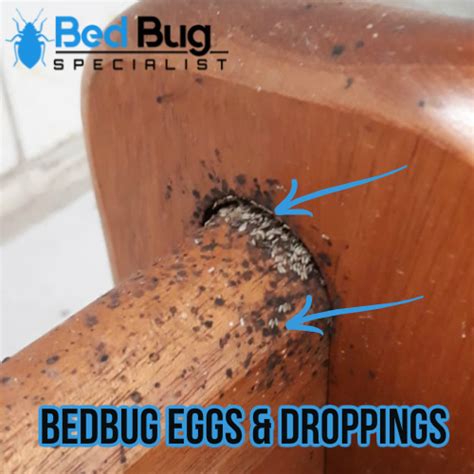 What are the signs of a bed bugs infestation. Bedbug Signs And Symptoms | Bed Bug Specialist