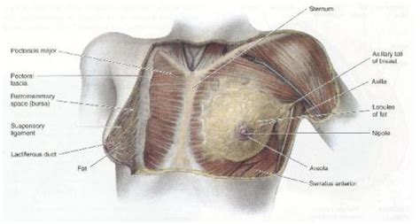 The pectoralis major muscles (also known as the pecs) are located on the front of the rib cage, and form the major muscles of the chest. Rahul's Medical Images: Medical Images » Chest Wall ...