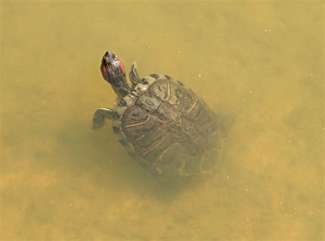 Turtle Mud A Turtle Enjoying His Mud Bath At Macrichie Res Flickr