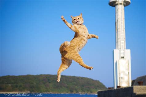 Psbattle This Cat Jumping With Style Rphotoshopbattles