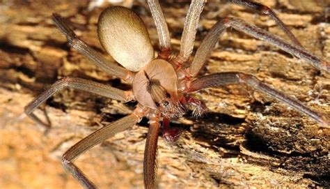 Venomous Spiders In Texas Which Two Species To Look Out For
