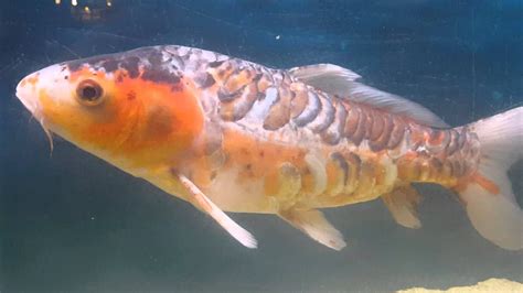 Giant Koi Carp Biggest In The World Youtube