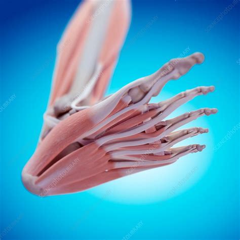 Human Foot Anatomy Stock Image F0158203 Science Photo Library