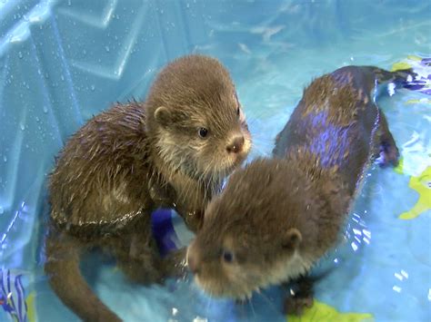 Otters are adorable creatures that live both on land and in the water. SPLASH! Wildlife World Zoo's Baby Otters Have First Swim ...
