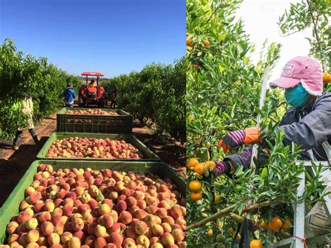 Kerja kosong petik buah di australia. "Tolong Jangan Datang Australia Nak Kerja Petik Buah ...