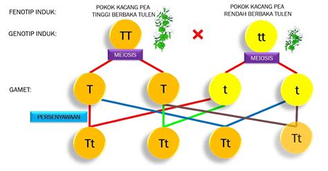 Jawapan Modul Ulas Sains Tingkatan 4 / Modul Ulas T4 Kssm Bp 3 Complete