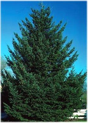 Fir tree appreciation day is june 18. Douglas Fir Tree Pictures