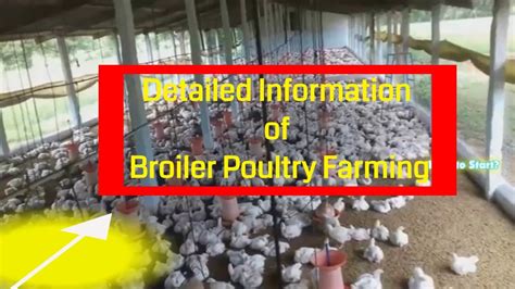 detailed information of broiler poultry farming own and contract poultry farming information