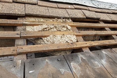 Wenn sie bienen von balkon und terrasse fernhalten möchten, können sie pflanztöpfe mit basilikum und zitronengras aufstellen. Ratgeber - Was tun beim Wespennest? · Ratgeber Haus & Garten