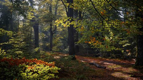 Netherlands Forest 4k 5k Hd Nature Wallpapers Hd Wallpapers Id 48247