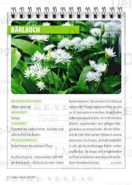 Check spelling or type a new query. Garten und Pflanzen: Bärlauch | Illustrierte Artikel ...