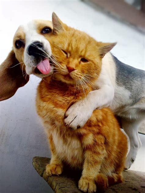 Mundo Animal Gato E Cachorro Tirando Foto Juntos