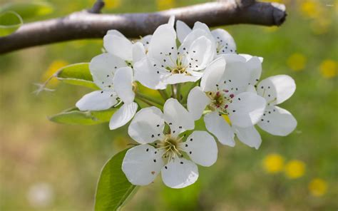 Pear Blossoms On The Branch Wallpaper Flower Wallpapers 51267