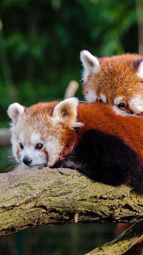Cute Animals Red Panda Red Pandas Animal Tree Hd Phone Wallpaper
