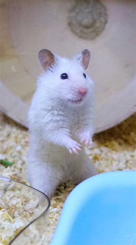 White Syrian Hamster In Cage The Cutest Hamster In The World Хомячки