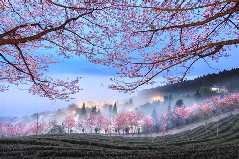 Nature Landscape Trees Morning Mist Branch Blooming Flowers Field Hills