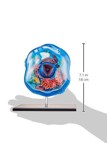 Famemaster 4d Science Animal Cell Anatomy Model Epic Kids Toys