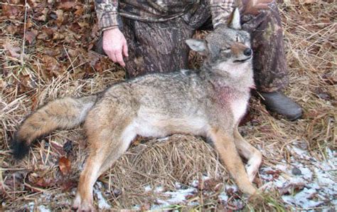 Pennsylvanias Big Coyote Hunt Weekend Feb 20 22 Your Guide To