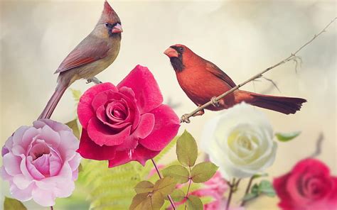 1080p Free Download Little Birds Roses Couple Bokeh Cardinals Hd