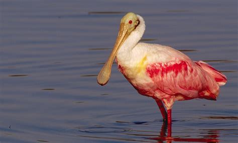 The 3 Pink Birds In Florida Wild Bird Scoop
