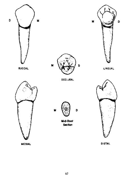 The Permanent Mandibular Premolars I Permanent Mandibular Premolars
