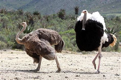 Ostrich Facts The Worlds Largest Bird Ostriches Animals South