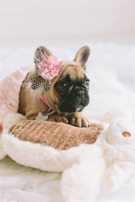New and used items, cars, real estate, jobs, services, vacation rentals and more virtually certified breeder pedigree a tattooed microchipped neutered in december 2020 dewormed and all vaccinations. Pug Puppies Rochester Ny