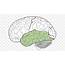 Lobes Of The Brain Parietal Lobe Frontal Occipital PNG 