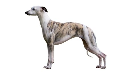 Whippet Vs Italian Greyhound Can You Tell Them Apart