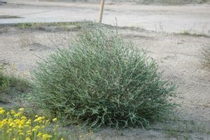 ‎أسرة العرفج‎ updated their profile picture. تجربة زراعة النباتات البرية السنة الثالثة - منتدى استراحات ...