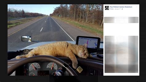 Truck Driver Cat Survives 400 Miles Clinging Under Semi