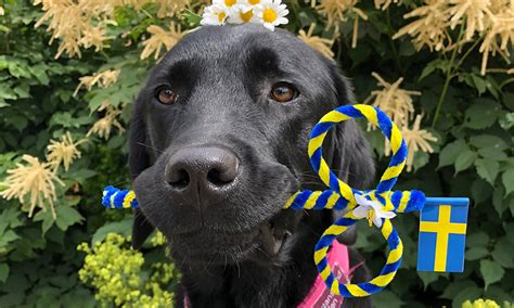 Vi önskar alla en riktigt glad midsommar ! Glad midsommar! - Assistanshundskolan