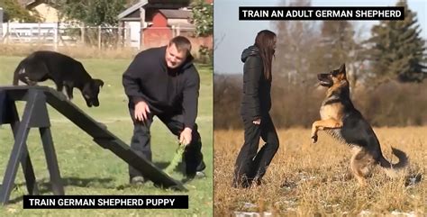 How To Train Your German Shepherd Top Shepherd Kennel