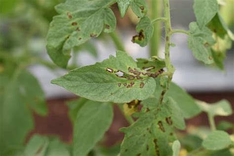 Bacterial Leaf Spot How To Identify And Control This Deadly Plant Disease