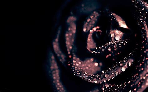 I like how edgy and simple these black aesthetic wallpapers are. Black Rose Wallpapers - Wallpaper Cave