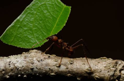 A Brief Introduction To All Kinds Of Ants