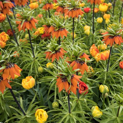 Fritillaria ‘aurora Crown Imperial Pre Order Dispatched Mid