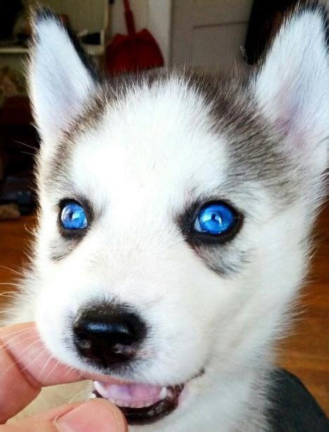 In den straen der russischen stadt dserschinsk sorgen blaue straenhunde gefrbtem fell entdeckt. Siberian Husky Puppy | animals | Pinterest | Hunde, Tier ...