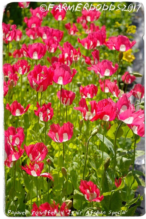 Plant poppies from seed into poor to average soil in a sunny location for a good start to growing poppy flowers in your garden. PAPAVER SOMNIFERUM SEEDS: POPPY SEEDS ARE NOW AVAILBLE ...