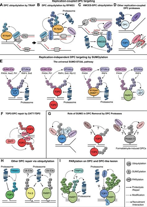 Frontiers Targeting Dna Protein Crosslinks Via Post Translational