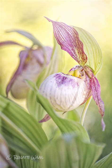 We did not find results for: Gartenblog Geniesser-Garten : Frauenschuh - Orchidee