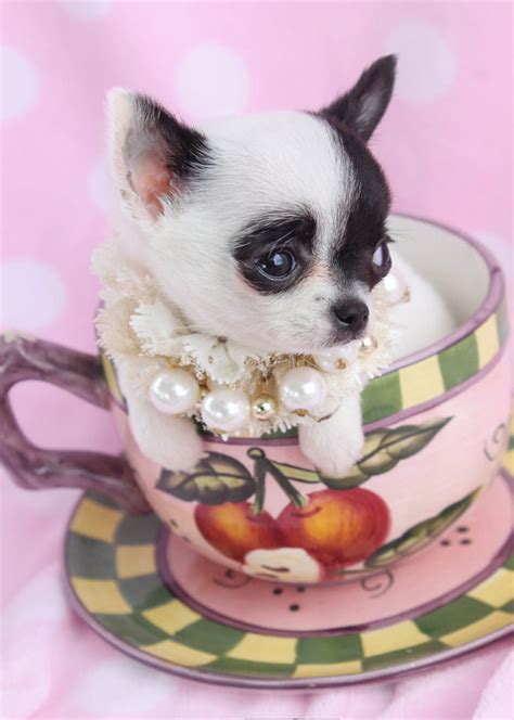 Teacup Chihuahua Id 089 Teacup Puppies And Boutique