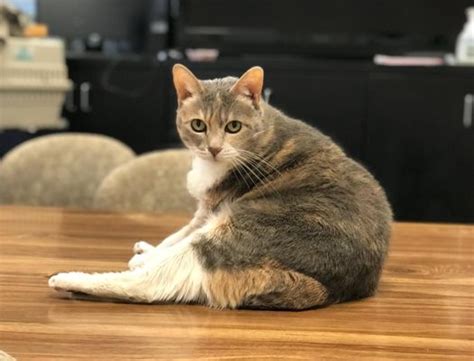 Friends of the Alameda Animal Shelter - 58 Photos & 47 ...