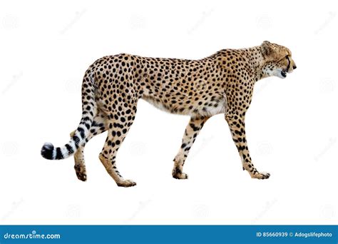 Cheetah Walking Profile Isolated On White Stock Image Image Of